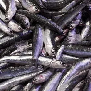 Boquerón  del Mediterráneo