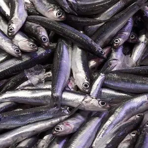 Boquerón  del Mediterráneo