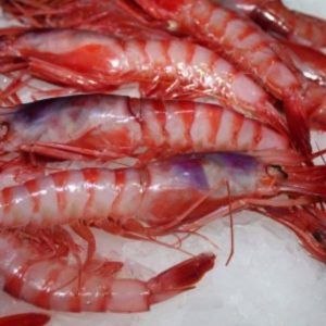 Gamba roja fresca – pequeña