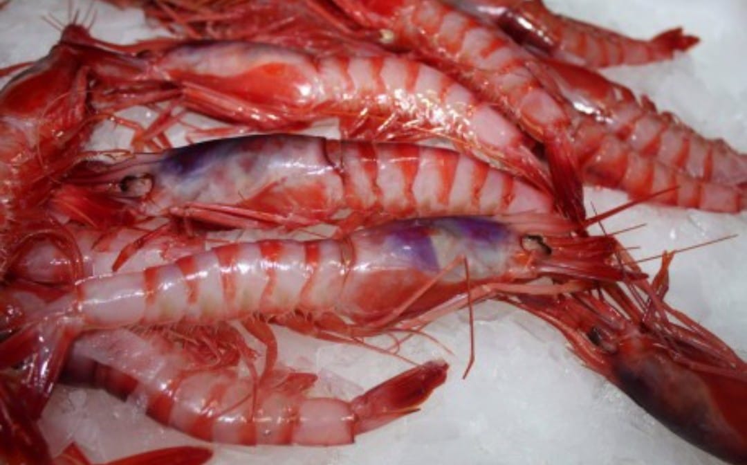Gamba roja fresca – pequeña