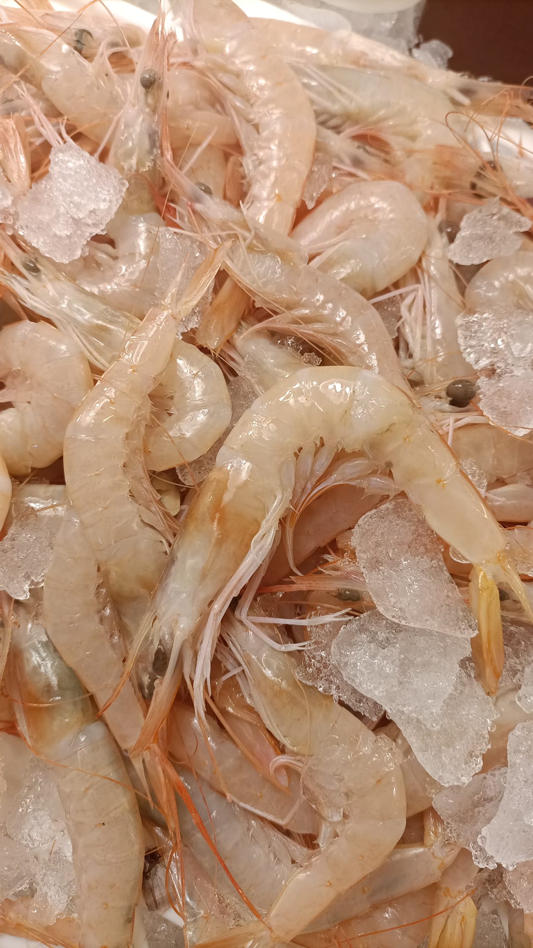 Gamba blanca fresca – grande