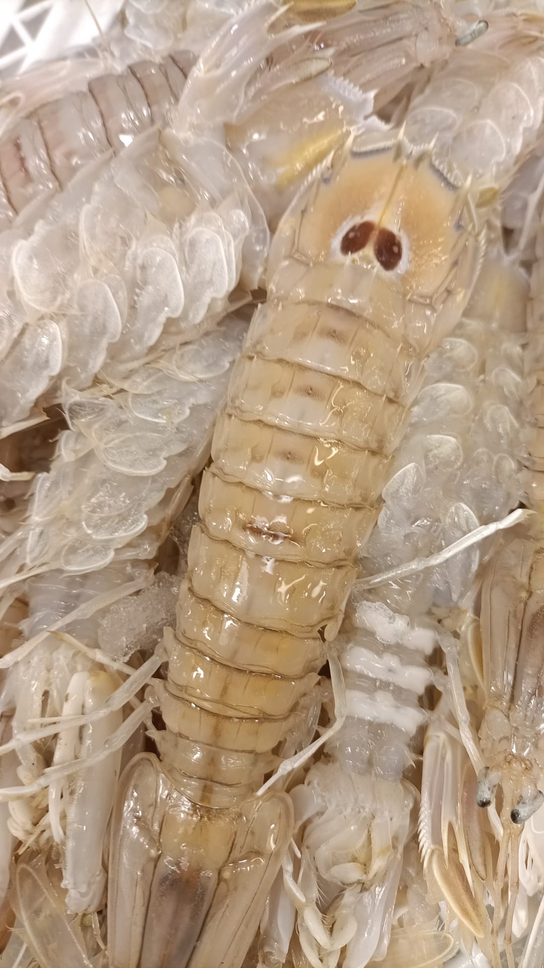 Galera fresca