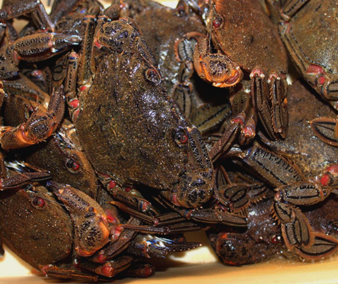 Nécora gallega