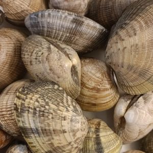 Almeja marinera gallega