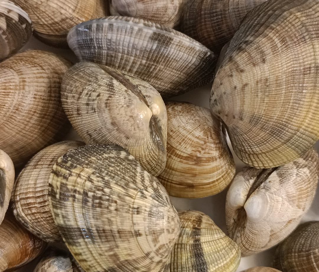 Almeja marinera gallega