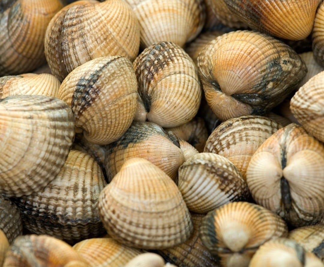 Berberecho gallego
