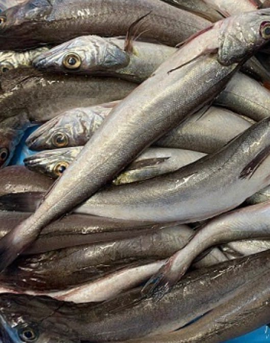 Pescadilla  del Mediterráneo