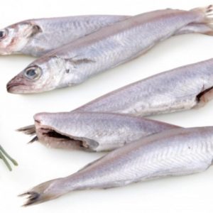 Bacaladilla del Mediterráneo