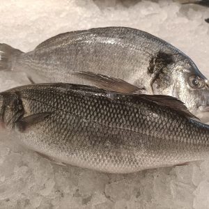 Dorada y lubina de piscifactoría