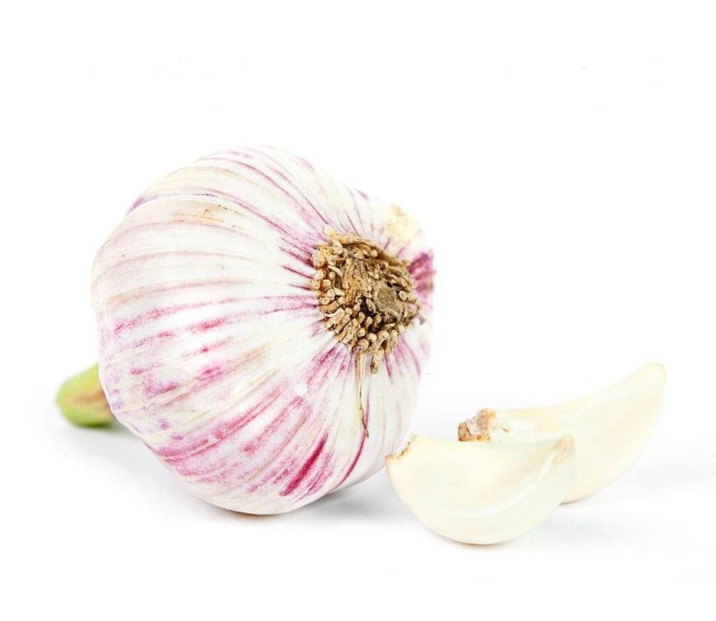 Ajo Spring Violeta